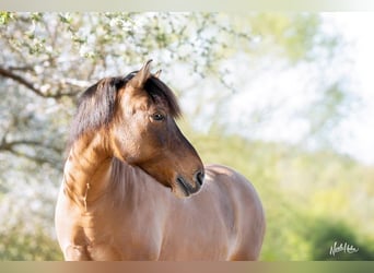 Hucul, Mare, 18 years, 14 hh, Dun