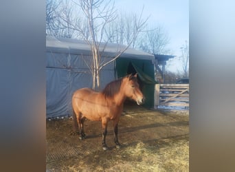 Hucul, Mare, 19 years, 14 hh, Brown-Light