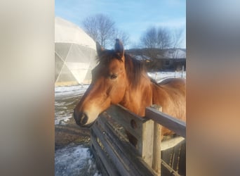 Hucul, Mare, 19 years, 14 hh, Brown-Light