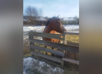 Hucul, Mare, 19 years, 14 hh, Brown-Light