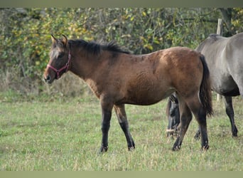 Hucul, Mare, 1 year, 13.2 hh, Brown