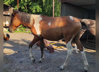 Hucul, Mare, 1 year, 13.2 hh, Tobiano-all-colors