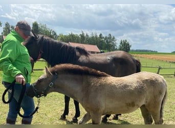 Hucul, Mare, 2 years, 13.2 hh, Dun