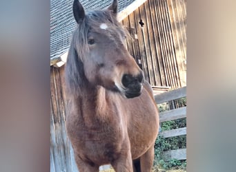 Hucul Mix, Mare, 2 years, 13 hh, Brown