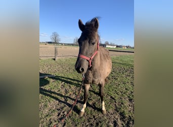 Hucul, Mare, 2 years, 13,1 hh, Pinto