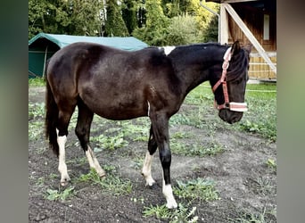 Hucul, Mare, 2 years, 14.1 hh, Pinto