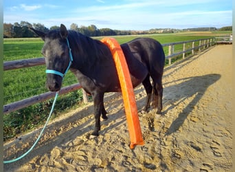 Hucul Mix, Mare, 3 years, 13,2 hh, Black
