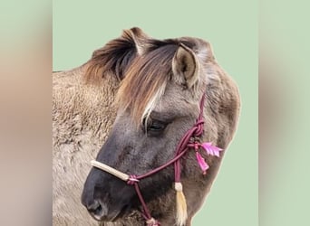 Hucul, Mare, 3 years, 13,2 hh, Dun