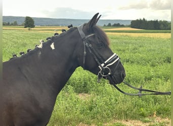 Hucul Mix, Mare, 3 years, 13,2 hh, Pinto