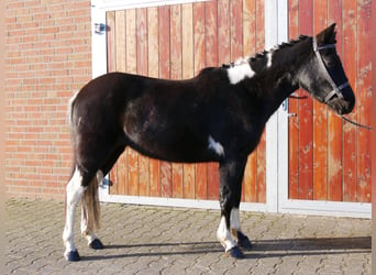 Hucul, Mare, 4 years, 13.2 hh