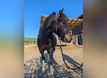 Hucul, Mare, 4 years, 13 hh, Pinto
