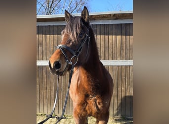 Hucul, Mare, 4 years, 14,1 hh, Brown