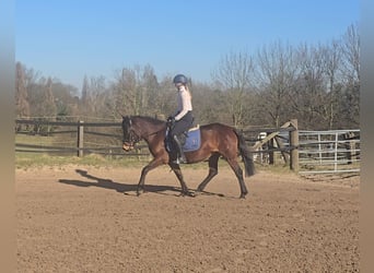 Hucul, Mare, 4 years, 14,1 hh, Brown