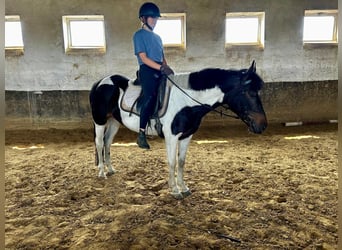 Hucul, Mare, 4 years, 14.1 hh, Pinto