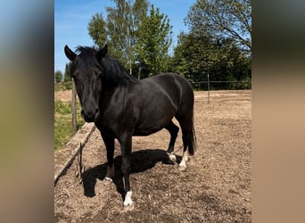 Hucul, Mare, 4 years, 14.2 hh, Smoky-Black