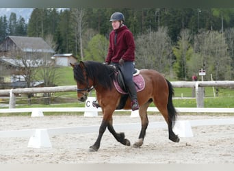 Hucul, Mare, 4 years, 14 hh, Dun