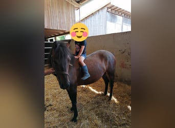 Hucul, Mare, 5 years, 12,2 hh, Brown