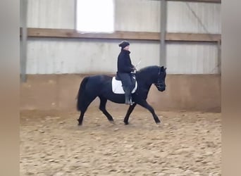 Hucul, Mare, 5 years, 13.2 hh, Black
