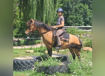 Hucul, Mare, 5 years, 13.3 hh, Dun