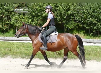 Hucul, Mare, 5 years, 14.1 hh, Dun