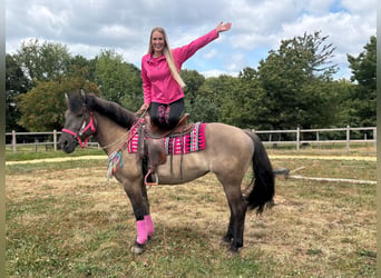 Hucul Mix, Mare, 5 years, 14.2 hh, Grullo