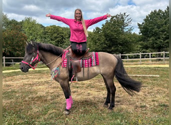 Hucul Mix, Mare, 5 years, 14.2 hh, Grullo