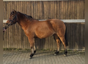 Hucul, Mare, 5 years, 14 hh, Brown