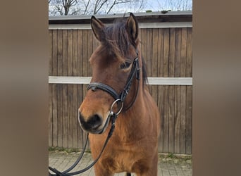 Hucul, Mare, 5 years, 14 hh, Brown