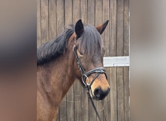 Hucul, Mare, 5 years, 14 hh, Brown