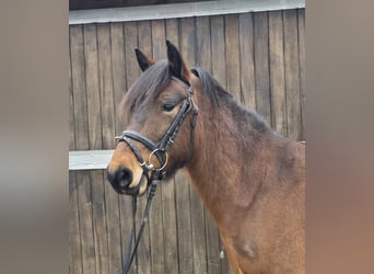 Hucul, Mare, 5 years, 14 hh, Brown