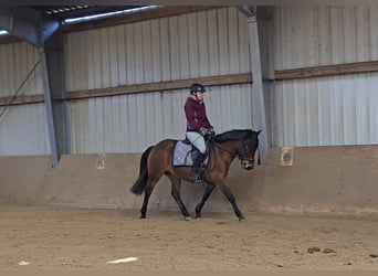 Hucul, Mare, 5 years, 14 hh, Brown