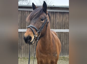 Hucul, Mare, 5 years, 14 hh, Brown