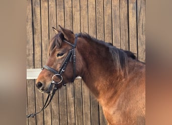 Hucul, Mare, 5 years, 14 hh, Brown