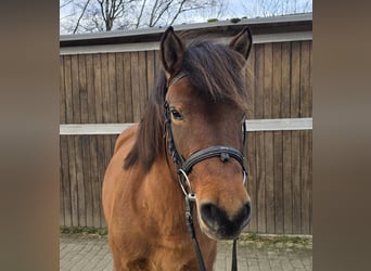 Hucul, Mare, 5 years, 14 hh, Brown