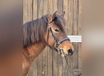 Hucul, Mare, 5 years, 14 hh, Brown