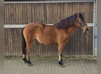 Hucul, Mare, 5 years, 14 hh, Brown