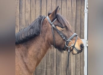 Hucul, Mare, 5 years, 14 hh, Brown