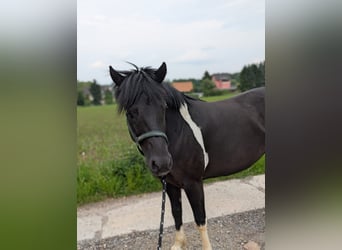 Hucul, Mare, 5 years, 14,1 hh, Pinto
