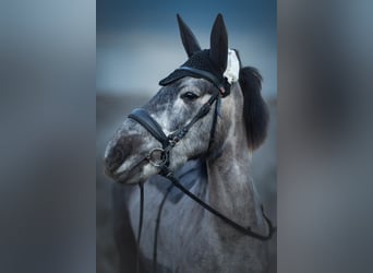 Hucul Mix, Mare, 6 years, 13,1 hh, Gray