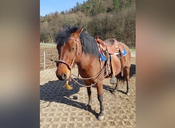 Hucul, Mare, 6 years, 14.1 hh, Brown