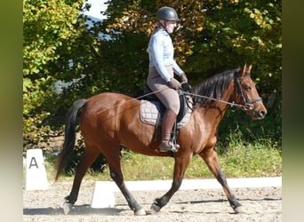 Hucul, Mare, 6 years, 14,2 hh, Dun
