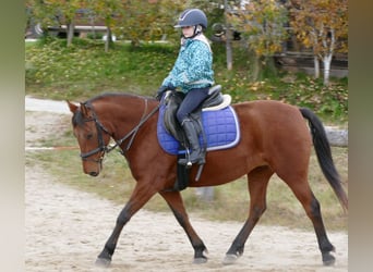 Hucul, Mare, 6 years, 14,2 hh, Dun