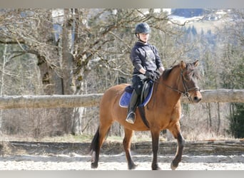 Hucul, Mare, 7 years, 13.3 hh, Dun