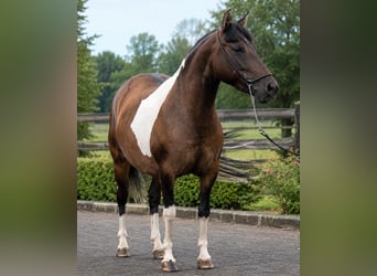 Hucul, Mare, 7 years, 13.3 hh, Pinto