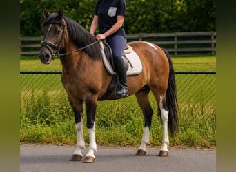Hucul, Mare, 7 years, 13.3 hh, Pinto