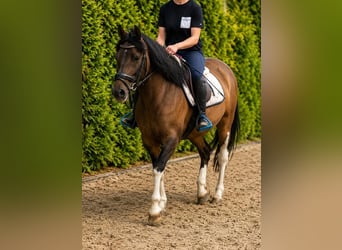 Hucul, Mare, 7 years, 13.3 hh, Pinto