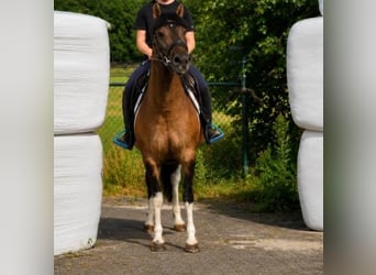 Hucul, Mare, 7 years, 13.3 hh, Pinto