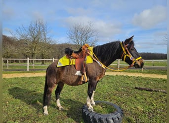 Hucul, Mare, 7 years, 14.1 hh