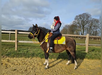 Hucul, Mare, 7 years, 14.1 hh