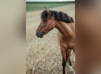 Huzule, Stute, 7 Jahre, 14,2 hh, Brauner